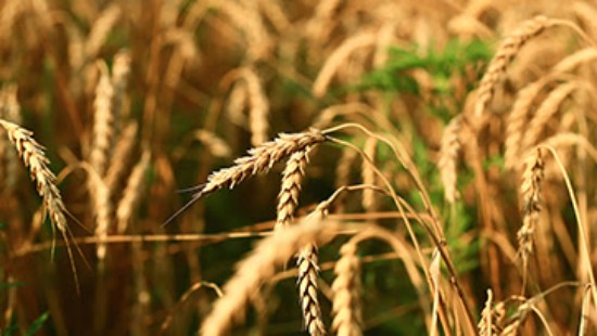 WTO न्यूज़ (तकनीकी सहायता): कनाडा ने खाद्य, पशु और पादप स्वास्थ्य मानकों के लिए 250,000 कैनेडियन डॉलर का योगदान दिया