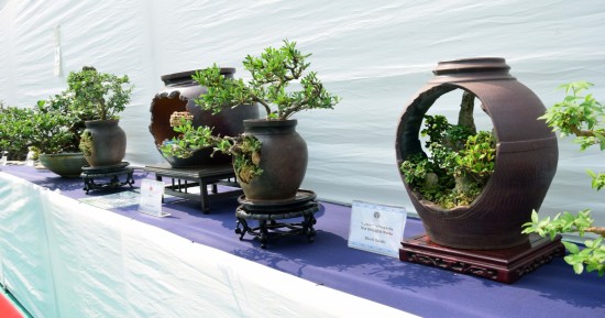 मुंबई में अनोखी बोनसाय–ओरिगामी प्रदर्शनी का जादू