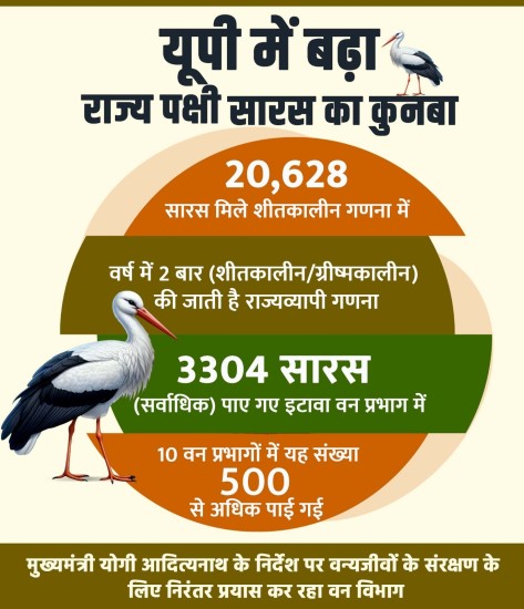 उत्तर प्रदेश में साल दर साल राज्य पक्षी सारस का कुनबा बढ़ता जा रहा है
