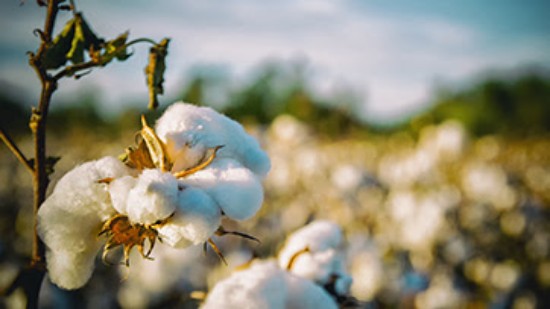 WTO न्यूज़ (कपास): डब्ल्यूटीओ सदस्यों ने एमसी14 से पहले कपास व्यापार और निवेश पर चर्चा की